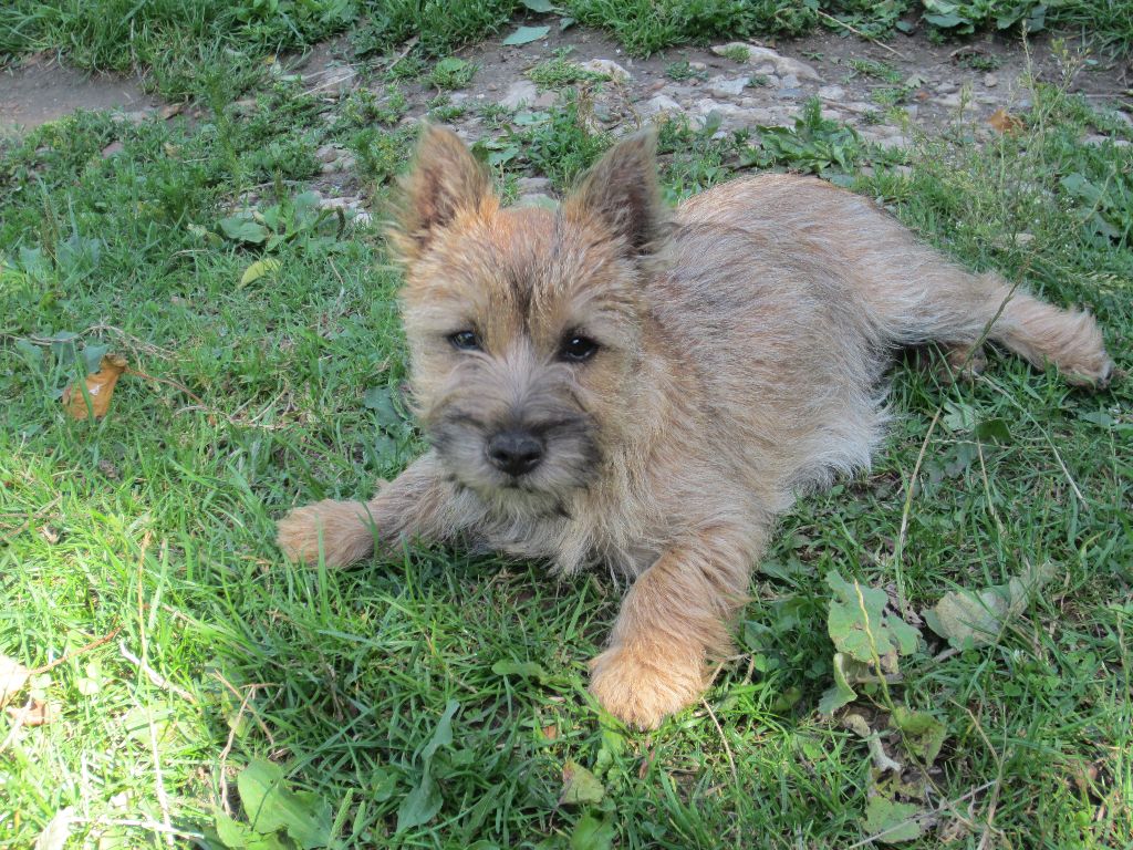 de kound'heira - Chiot disponible  - Cairn Terrier