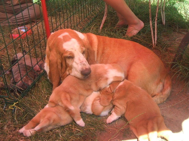 Chiot Basset Hound de kound'heira