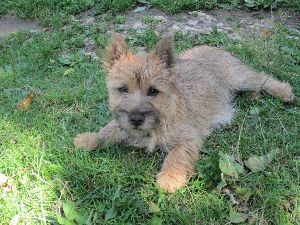 de kound'heira - Chiots disponibles - Cairn Terrier